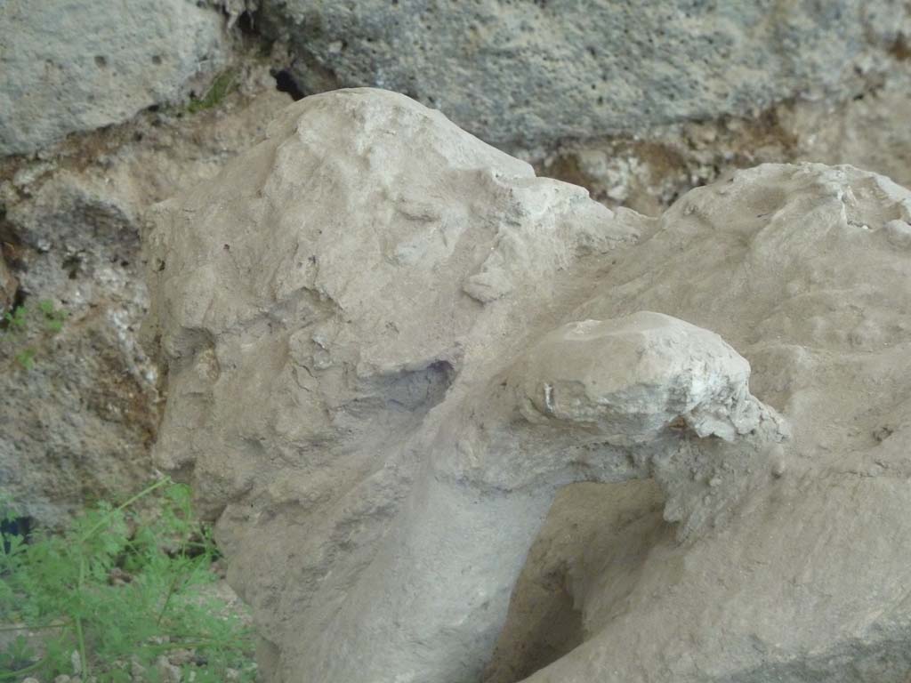 I.21.6 Pompeii. May 2010. Detail of plaster impression of the head of victim 39.