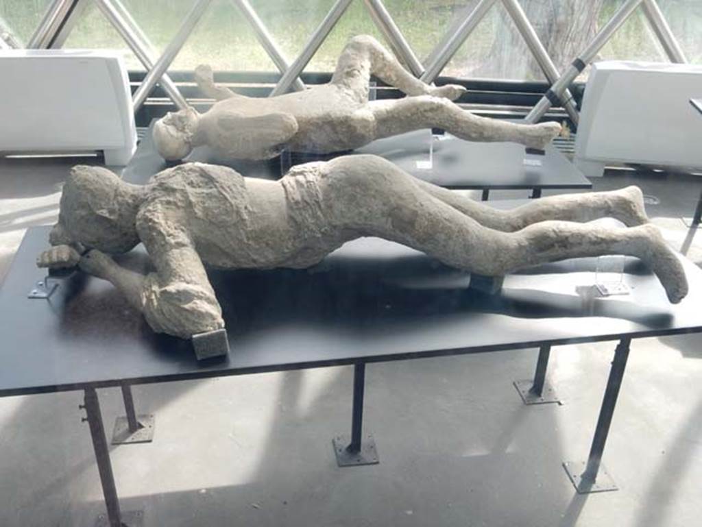 Victim 20 plaster-cast, at rear, is the fourth victim from the garden of I.6.2. May 2018. On display/exhibition kiosk near amphitheatre entrance. 
Photo courtesy of Buzz Ferebee.
