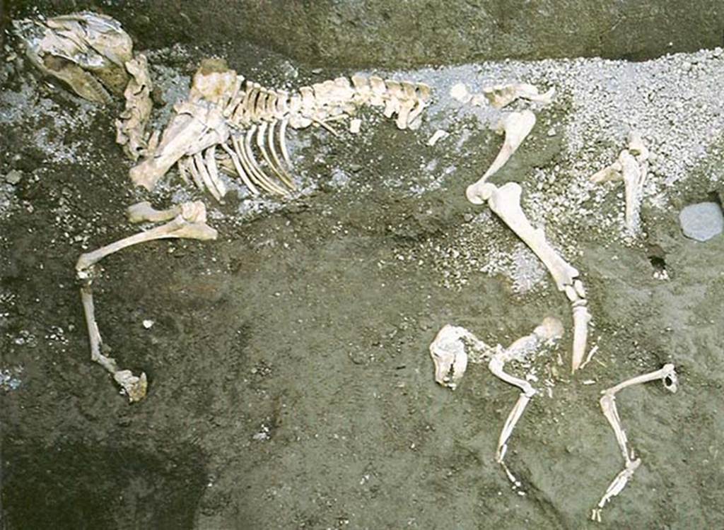 I.9.12 Pompeii. 1995. The skeletal remains of a donkey with a dog at its feet.
Unpeeling Pompeii exhibition 1998. Photo courtesy of Joanne Berry.
See Berry, J. Ed., 1998. Unpeeling Pompeii. Milan: Electa. p. 63.
