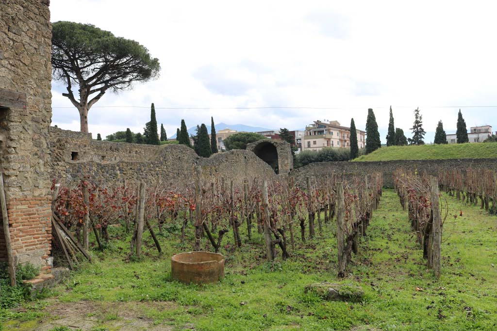 I.20.1 Pompeii. December 2018. Looking south along east wall of vineyard/garden. Photo courtesy of Aude Durand.