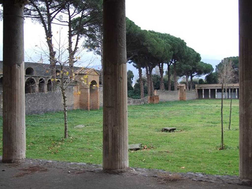 II.7.5 Pompeii. December 2006. Looking south across plaster casts of ancient plane tree roots. At the time of the AD79 eruption the double row of plane trees were almost 100 years old.
