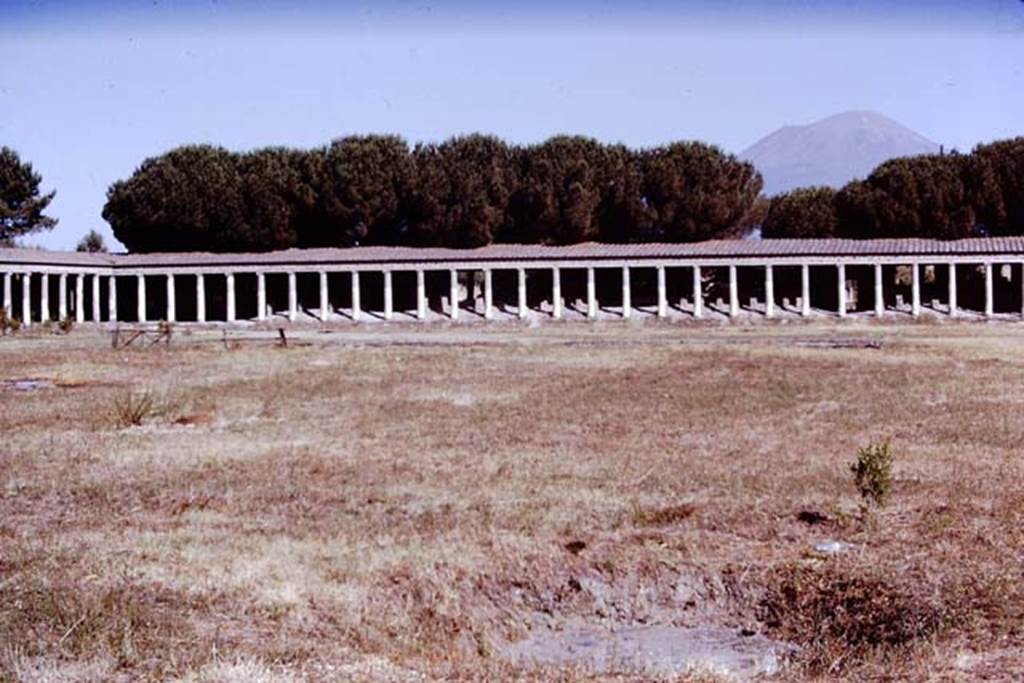 II.7 Pompeii. June 2019. Looking north-east from north end of west side, with plaster-cast of tree roots, on right in grass.
Photo courtesy of Buzz Ferebee.
According to Jashemski 
Maiuri found the huge root cavities of two rows of trees that had been planted approximately eight metres apart around the edges of the large enclosed area on the north, west and south. Casts were made of these cavities. The size and shape of the cavities indicated to the excavators that the trees had been plane trees, only a little less than one hundred years old.
See Jashemski, W. F., 1993. The Gardens of Pompeii, Volume II: Appendices. New York: Caratzas. (p.92). 
