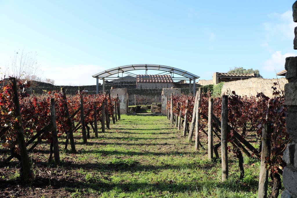 II.9.7 Pompeii. December 2018. Looking west through vineyard from entrance. Photo courtesy of Aude Durand.