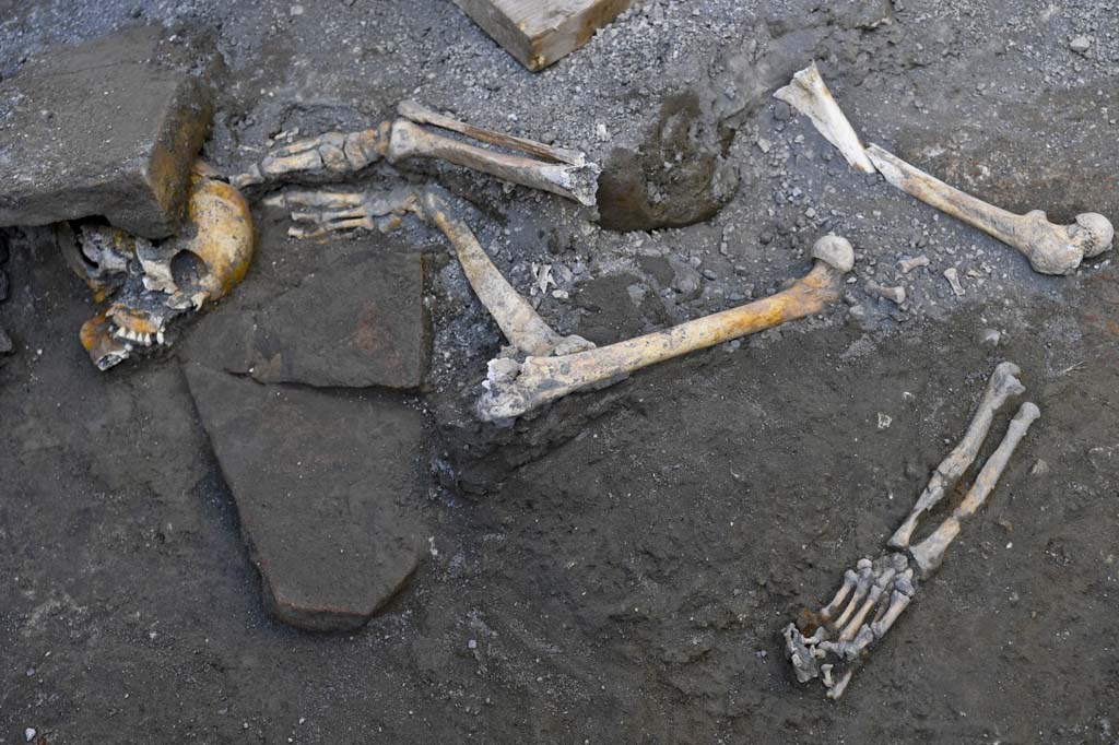 V.3 Pompeii. Casa del Giardino. October 2018. Ambiente 8. Skeletal remains.
According to the PAP press release, there are skeletons turned over, twisted and dragged without scruples by grave robbers, in search of precious objects which Pompeians took with them in their desperate escape from the eruption. As if the horrendous end which awaited them were not enough, the victims of Pompeii had to suffer desecration at the hands of looters, who in modern times tunnelled through the ash and lapilli which had buried the ancient city, in search of valuable objects in unexplored domus. 
It was in this manner that, in a room of the recently excavated 'House with the Garden', the skeletal remains of at least 6 individuals have re-emerged, piled up and scattered across various points in the room. That is why the skull of one of the victims, crushed by roof tiles, lies alongside the upper and lower limbs of another individual, still in situ, while the remains of a ring worn on the finger and other small hand held objects, spared from looting, resurfaced at a distance and not connected to the rest of the body.
The Pompeians had sought refuge within the innermost room of the house which, unlike the others, held out against the initial phase of the eruption (the rain of lapilli). They were subsequently caught up in one of the pyroclastic flows which overwhelmed the rooms of the house still emerging from the lapilli, causing the collapse of the roof and the upper part of the room's northern wall.
The presence of one or more tunnels from prior excavations (perhaps earlier than the official works began in 1748), which caused the disturbance to the interested skeletons, is indicated by the holes in the walls. Such revelations are allowing us, thanks to ongoing interventions, to document the history of an age of excavation in great detail (from illicit excavations to those of the Bourbon era) which was completely different from the current one, both in terms of the methodological approach and the objectives.

See PAP: The-room-of-the-skeletons-and-sacking-by-ancient-grave-robbers

Ambiente 8. Resti scheletrici.
Secondo il comunicato stampa PAP, scheletri rivoltati, stravolti, trascinati senza riguardo da tombaroli alla ricerca di oggetti preziosi, con cui i pompeiani si accompagnavano nel tentativo disperato di fuga dall’eruzione. Non è bastata l’orrenda fine riservatagli dalla tragedia, ma le vittime di Pompei hanno dovuto subire anche la profanazione di saccheggiatori che già in epoca moderna si addentravano attraverso cunicoli e passaggi nella cenere e nel lapillo che aveva seppellito la città antica, per rintracciare oggetti di valore in domus inesplorate.
Riaffiorano così, in una stanza della “Casa del giardino” di recente scavo, i resti scheletrici di almeno 6 individui, ammucchiati e sparpagliati in più punti dell’ambiente. Ed ecco perché, ancora in situ, il cranio di una delle vittime, schiacciato dalle tegole del tetto, giace accanto agli arti inferiori e superiori di un altro individuo, mentre resti di un anello indossato al dito e altri piccoli oggetti stretti tra le mani, sfuggiti al saccheggio del luogo, riaffiorano lontani e non in connessione con il resto del corpo.
I pompeiani avevano cercato rifugio nella stanza più interna della casa, che, a differenza delle altre, aveva resistito alla prima fase dell’eruzione (la caduta dei lapilli). Erano stati poi colti da una delle correnti piroclastiche che travolse gli ambienti della casa ancora affioranti dai lapilli, provocando il crollo del tetto e della parte superiore del muro nord dell’ambiente.
La presenza di uno o più cunicoli di scavi precedenti (forse anteriori all’inizio delle ricerche ufficiali del 1748), che hanno causato lo sconvolgimento degli scheletri intercettati, è indiziata anche da fori nelle pareti. Tali rilevamenti stanno consentendo, grazie agli interventi in corso, di documentare con grande dettaglio la storia di un’epoca di scavo, (da quelli clandestini a quelli di epoca borbonica) completamente differente da quella attuale, tanto nell’approccio metodologico che nelle finalità stesse.

Vedi PAP: la-stanza-degli-scheletri-e-il-saccheggio-degli-antichi-tombaroli/

Photograph © Parco Archeologico di Pompei.
