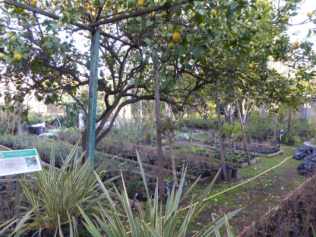 VI.6.12 Pompeii. January 2017. Looking south-east across kitchen/market garden.
Foto Annette Haug, ERC Grant 681269 DCOR.

