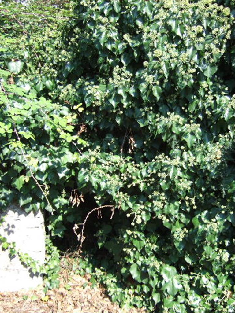 VI.11.1 Pompeii. September 2005. Overgrown entrance doorway.