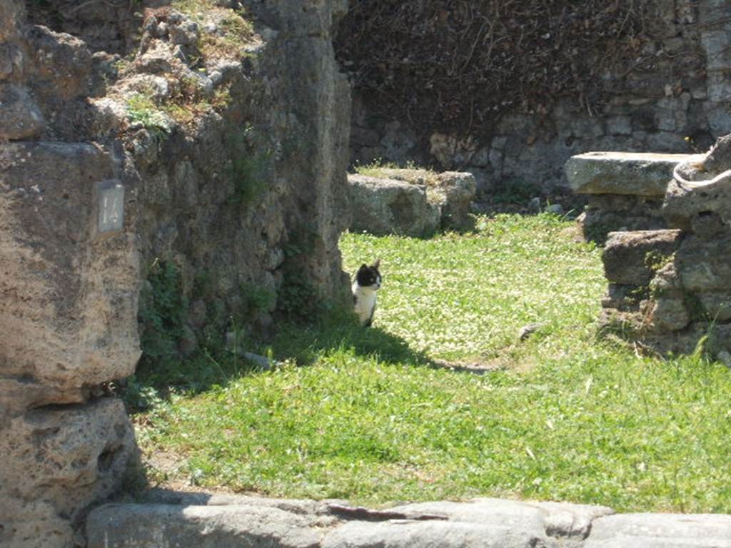 VII.3.16 Pompeii. May 2005. Looking west along south wall of shop