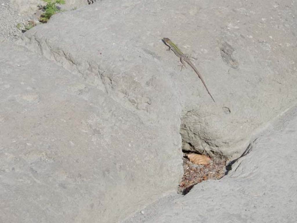 VIII.2.14 Pompeii. May 2017. Detail of impluvium in atrium, and lizard. Photo courtesy of Buzz Ferebee.