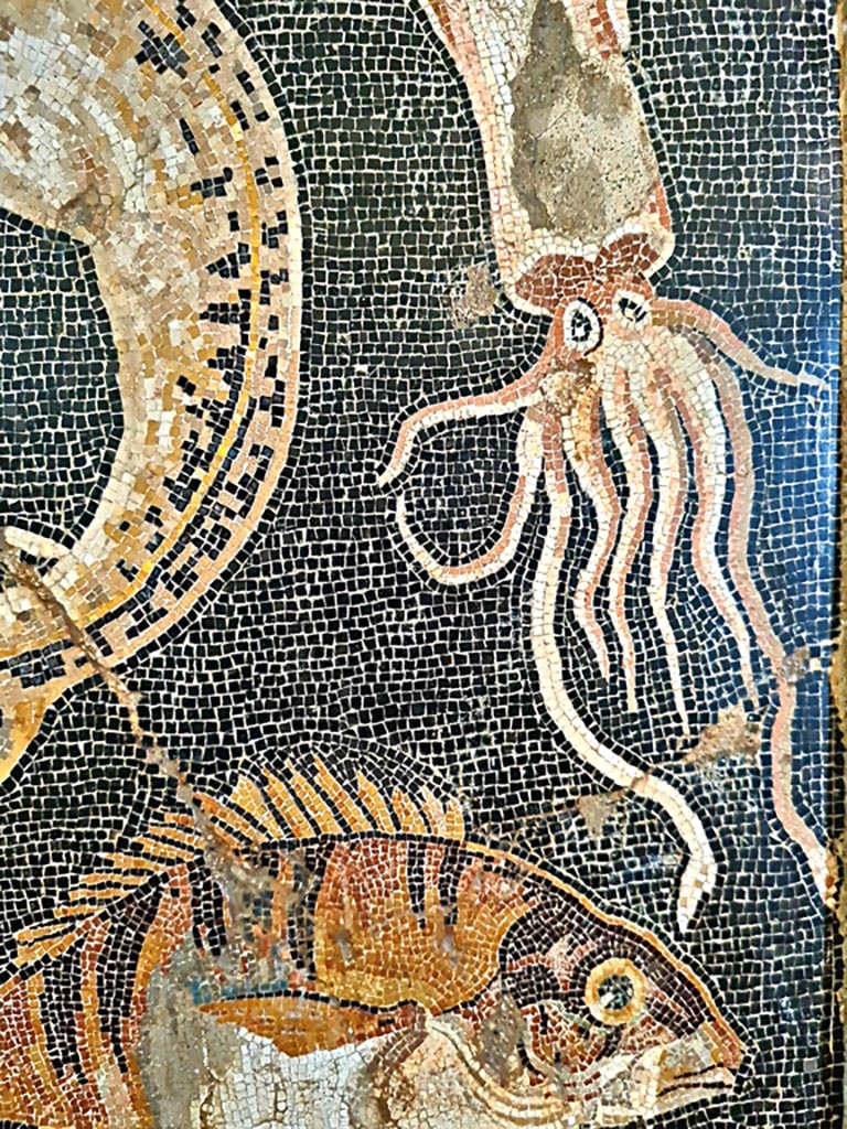 VIII.2.16 Pompeii. September 2024. 
Detail of fish and molluscs from mosaic emblema found in triclinium. Photo courtesy of Giuseppe Ciaramella.
Now in Naples Archaeological Museum, inv. no. 120177.