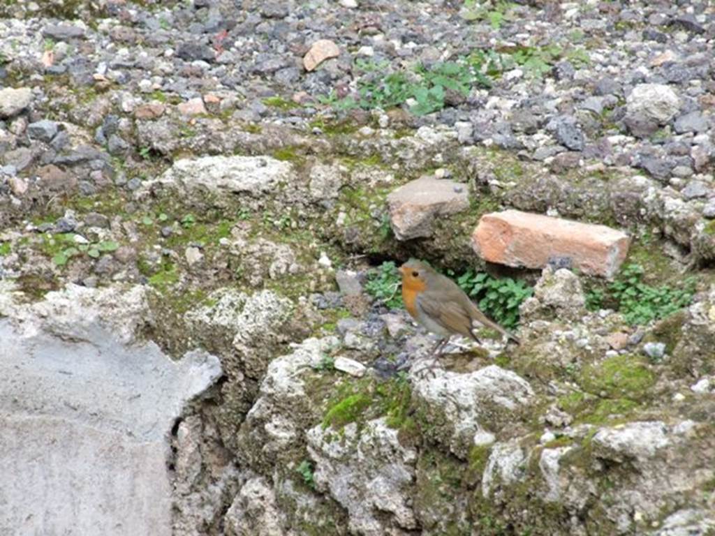 VIII.4.35 Pompeii.  Shop and room.  December 2007.  Christmas robin on corner of podium.