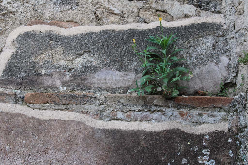 IX.5.4 Pompeii. March 2019. Room d, detail of upper north wall at east end.
Foto Christian Beck, ERC Grant 681269 DCOR 

