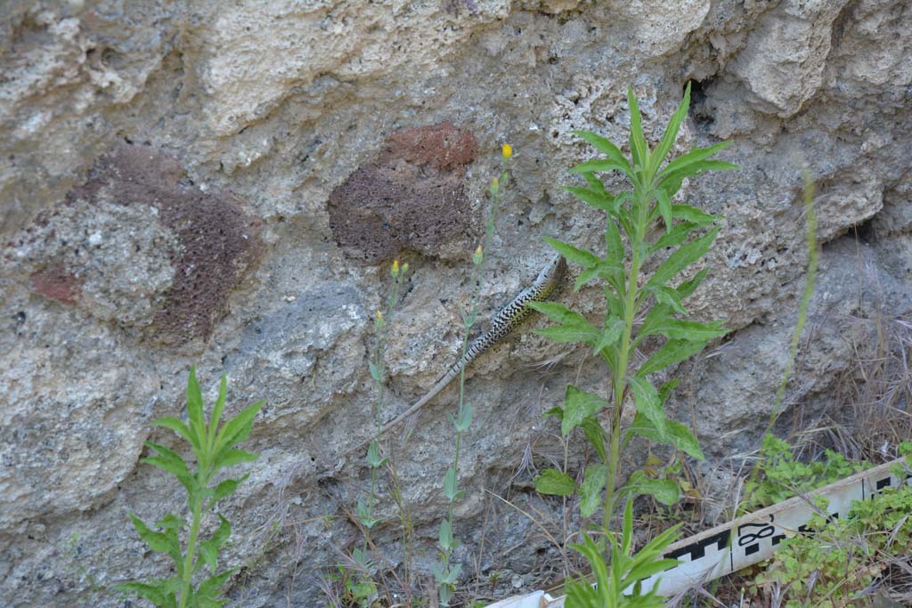 IX.5.6 Pompeii. May 2017. Room u, lizard disturbed in his peace and quiet.   
Foto Christian Beck, ERC Grant 681269 DÉCOR.
