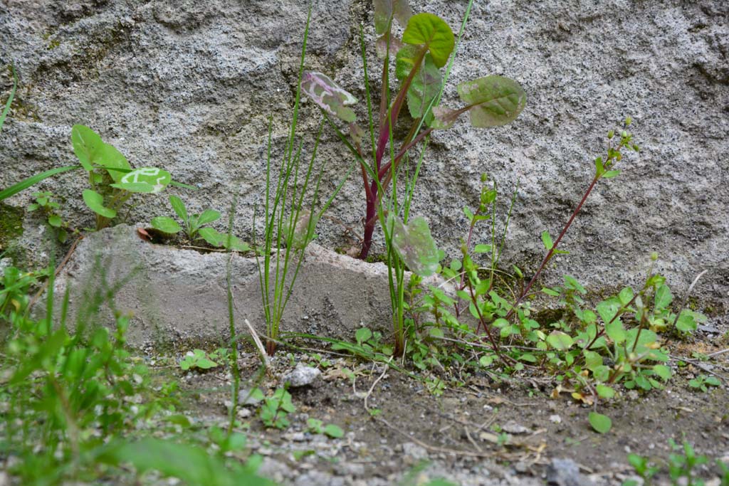 IX.5.9 Pompeii. March 2017. Room “c”, detail of small amount of plaster from below window in north wall.
Foto Christian Beck, ERC Grant 681269 DÉCOR.
