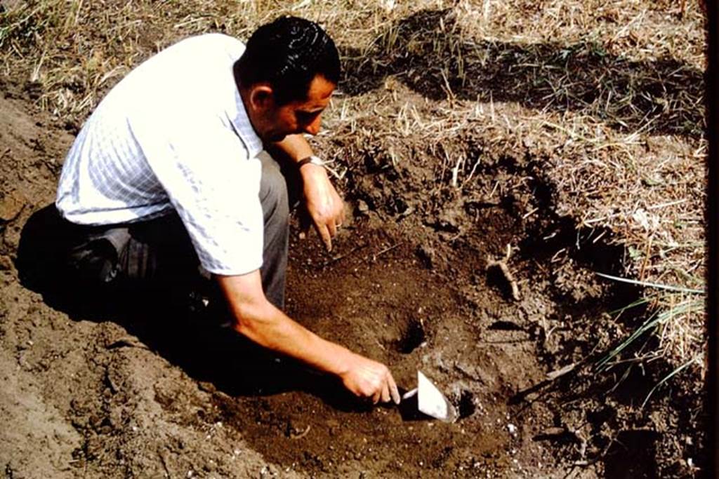 IX.9.6/10 Pompeii. 1964. Sig. Nicola Sicignano, expert on making plaster-casts, and assigned to help Wilhelmina,  discovering two root cavities. Photo by Stanley A. Jashemski.
Source: The Wilhelmina and Stanley A. Jashemski archive in the University of Maryland Library, Special Collections (See collection page) and made available under the Creative Commons Attribution-Non Commercial License v.4. See Licence and use details.
J64f1243
