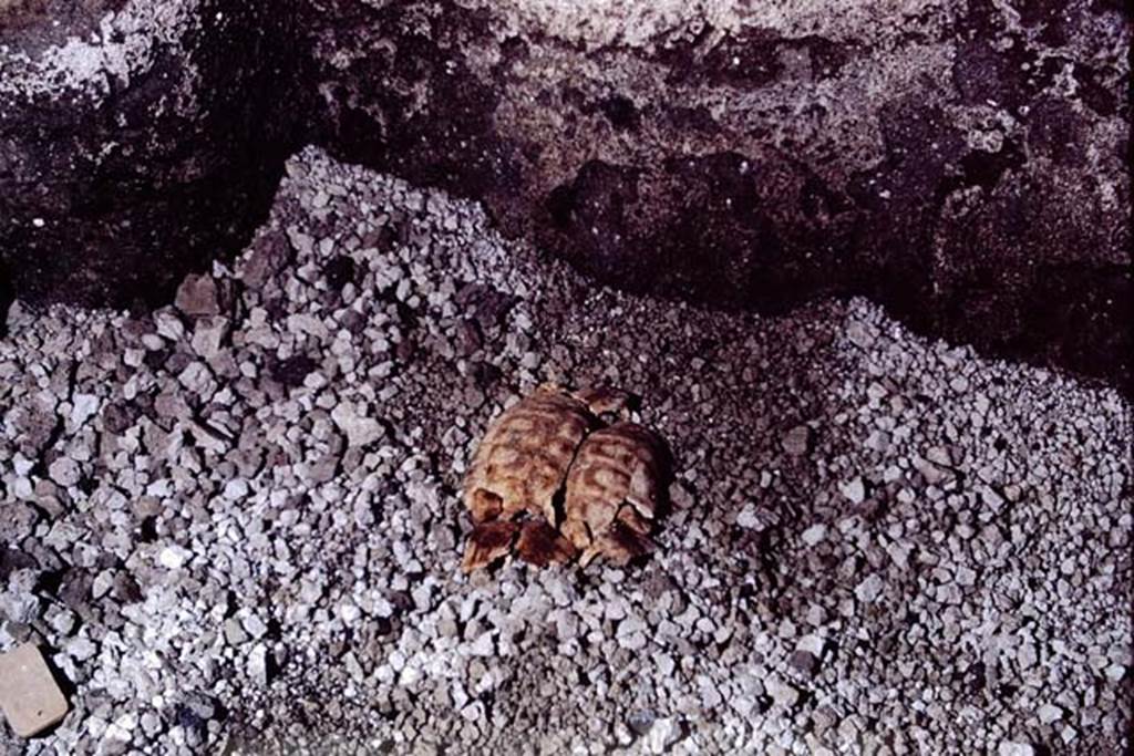 IX.13.1-3 Pompeii, 1973. Turtle shell found in the peristyle garden. Photo by Stanley A. Jashemski. 
Source: The Wilhelmina and Stanley A. Jashemski archive in the University of Maryland Library, Special Collections (See collection page) and made available under the Creative Commons Attribution-Non Commercial License v.4. See Licence and use details. J73f0314
