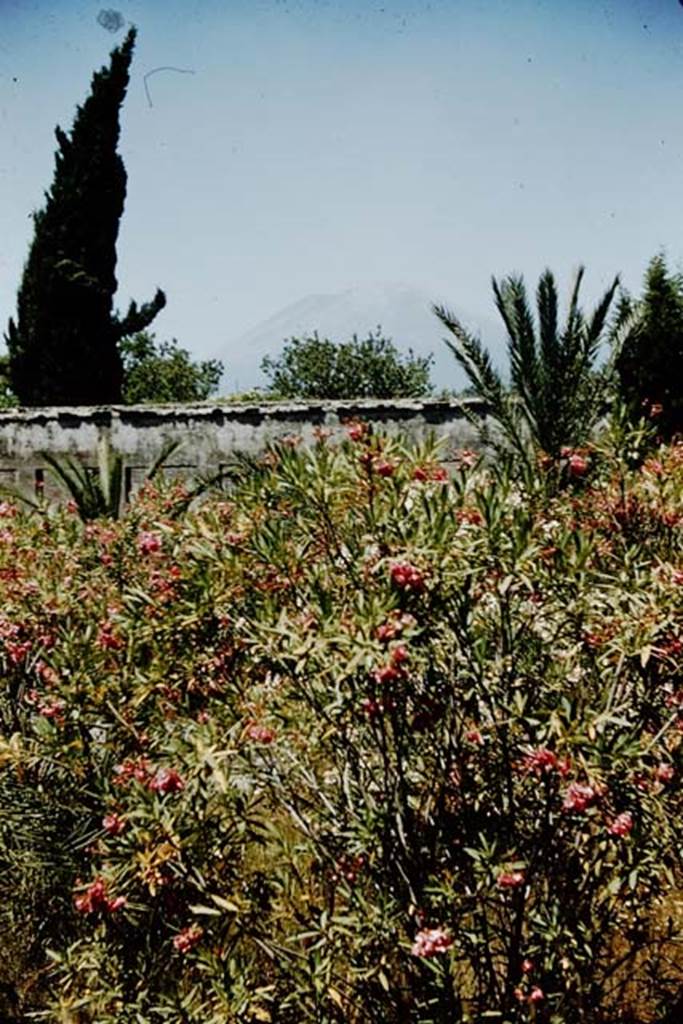 HGW24 Pompeii. 1957. 
Looking north across the garden, towards roof above north portico and Vesuvius.
Source: The Wilhelmina and Stanley A. Jashemski archive in the University of Maryland Library, Special Collections (See collection page) and made available under the Creative Commons Attribution-Non Commercial License v.4. See Licence and use details.
