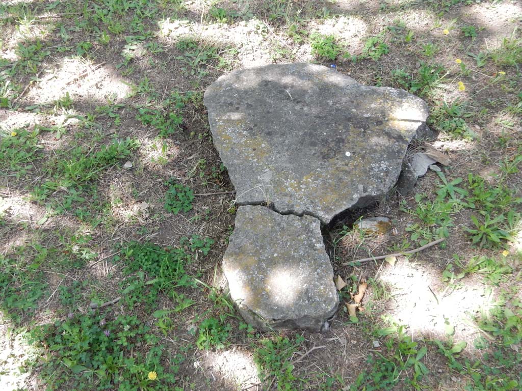 Villa San Marco, Stabiae, June 2019. Garden area 9, root cast of a plane tree, two rows of which were used to make shade.  
Photo courtesy of Buzz Ferebee
