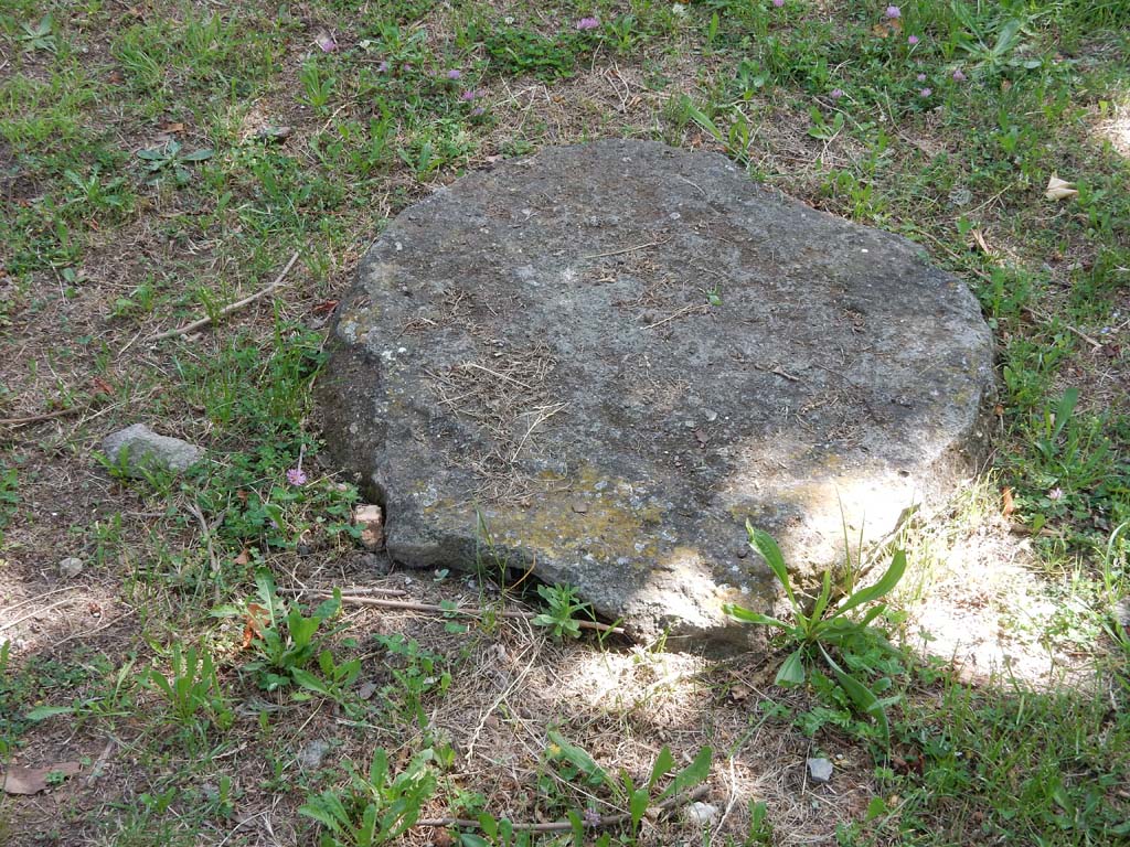 Villa San Marco, Stabiae, June 2019. Garden area 9, root cast of a plane tree, two rows of which were used to make shade.  
Photo courtesy of Buzz Ferebee
