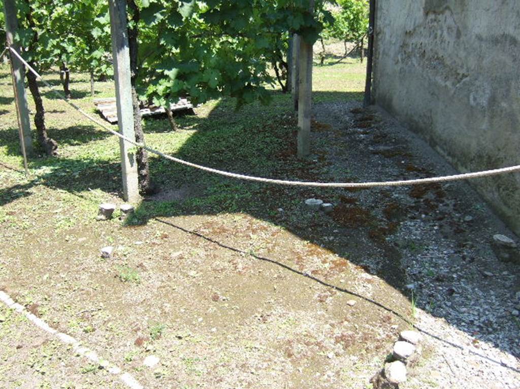 Villa Regina, Boscoreale showing casts of original Roman vines with modern vines growing alongside