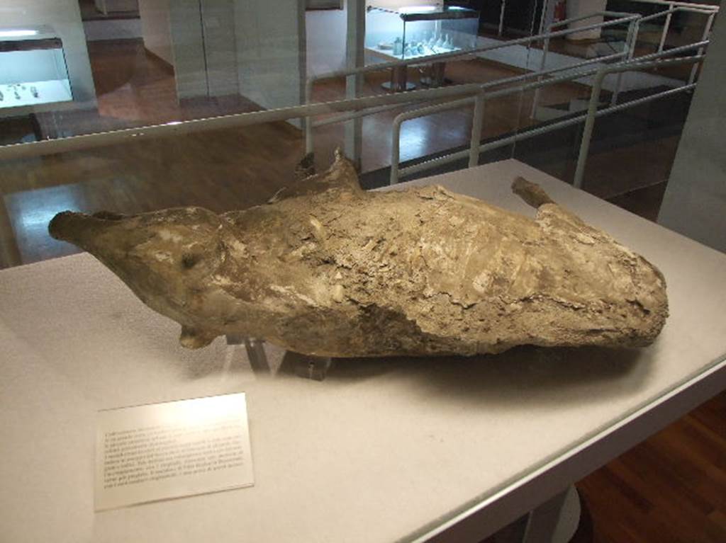 Villa Regina, Boscoreale. December 2006. Cement was poured into a cavity in the volcanic ash.
This preserved the appearance of a pig raised on the villa. Now in Boscoreale Antiquarium. 
