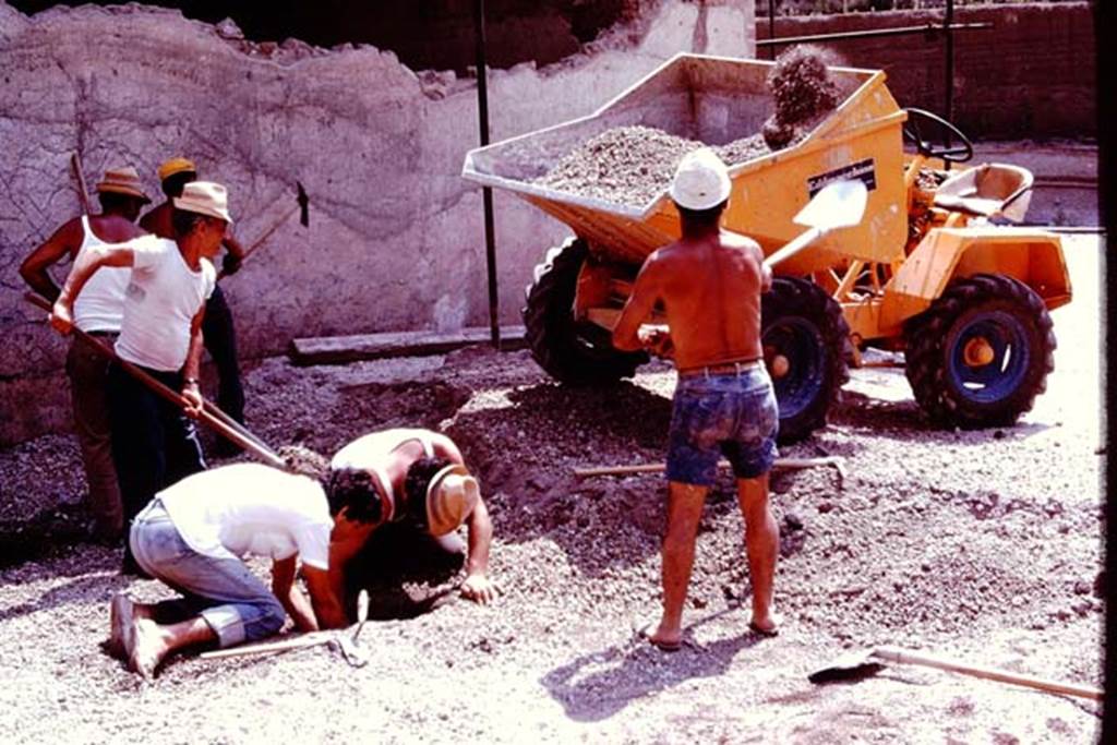 Villa Regina, Boscoreale. 1980. Removing lapilli, and discovery of something interesting near west wall.  Photo by Stanley A. Jashemski.   
Source: The Wilhelmina and Stanley A. Jashemski archive in the University of Maryland Library, Special Collections (See collection page) and made available under the Creative Commons Attribution-Non Commercial License v.4. See Licence and use details. J80f0176
