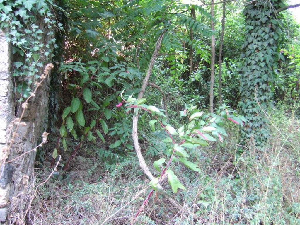 Unnamed vicolo south of I.1 and I.5. September 2005. Looking east from south end of Vicolo del Citarista. Unexcavated area on left and city walls on right.