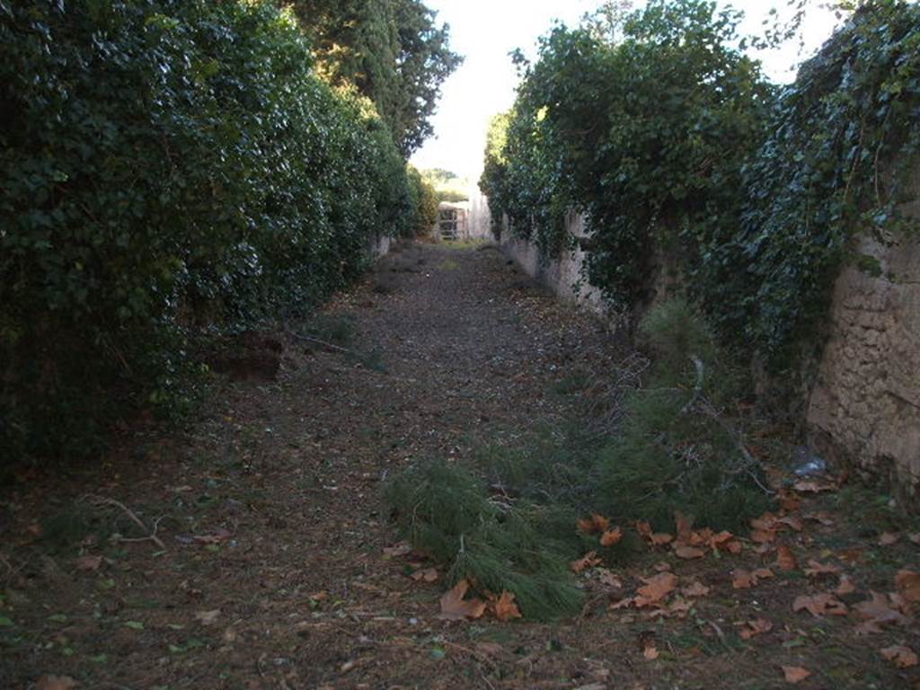 Vicolo della Venere. Looking north from near II.3.8. December 2005.