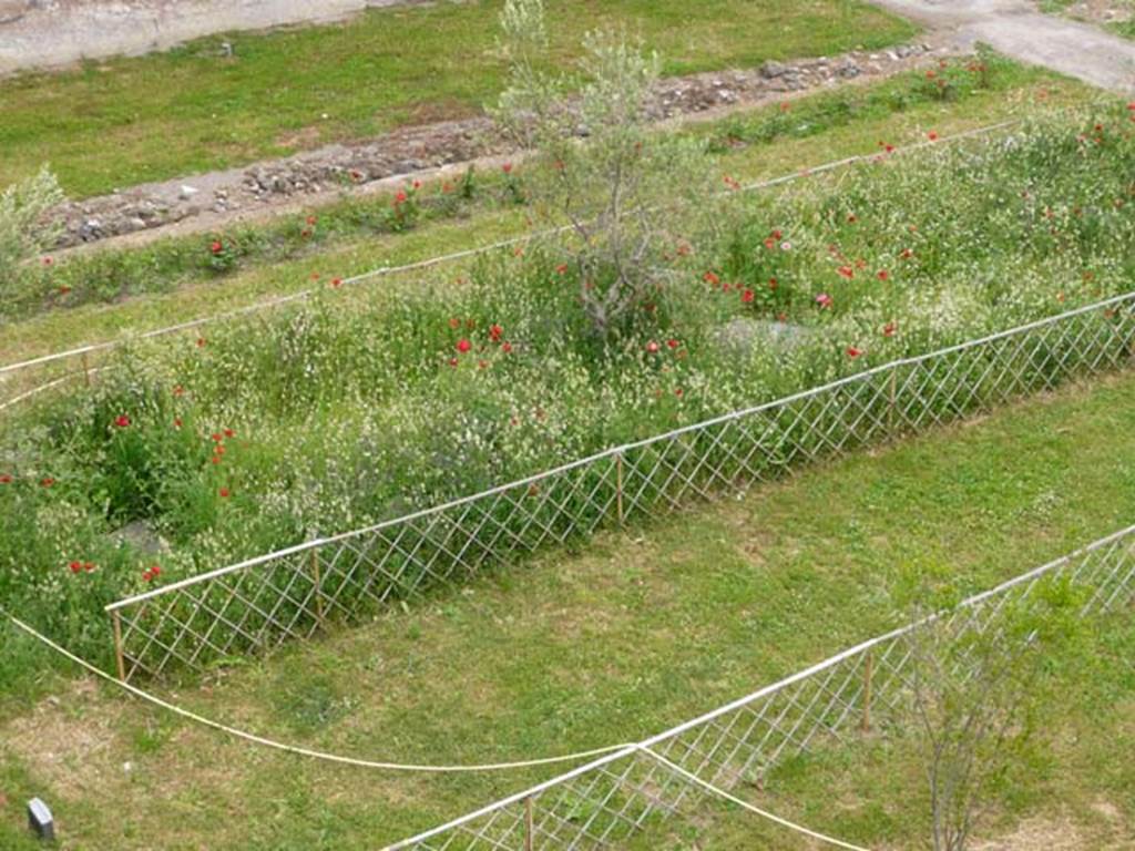 Oplontis, May 2010. Looking east across north garden towards the trellised area with the plaster-casts of tree-roots, now replanted with trees. Photo courtesy of Buzz Ferebee. 
