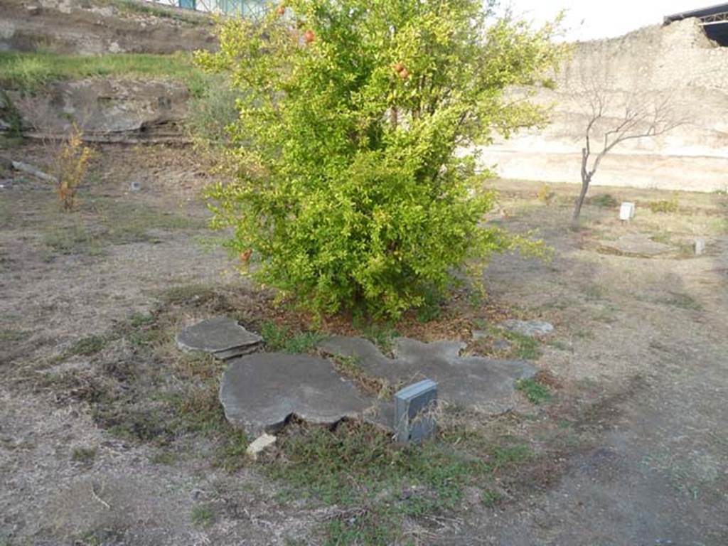 Oplontis Villa of Poppea, September 2015. Looking towards the remains of one of Wilhelmina’s root cavity plaster-casts.
She proved that this would have been a large clump of shrubs, probably oleanders, centre of photo. 
