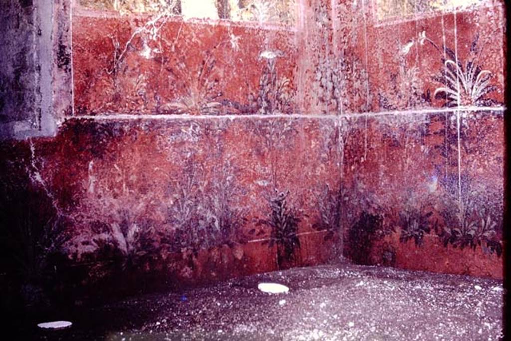 Oplontis. 1976. Room 68, root cavities (the white discs in the soil) in south-west corner. Photo by Stanley A. Jashemski.   
Source: The Wilhelmina and Stanley A. Jashemski archive in the University of Maryland Library, Special Collections (See collection page) and made available under the Creative Commons Attribution-Non Commercial License v.4. See Licence and use details. J76f0417
