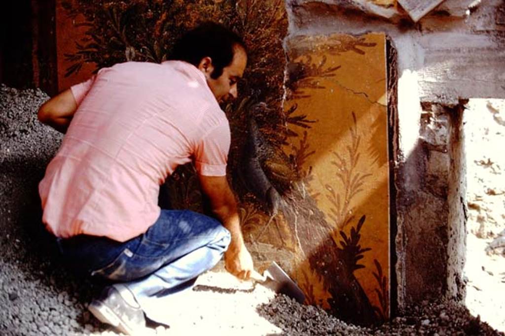 Oplontis, 1975. Room 70, wall painting of peacock emerging from lapilli. Photo by Stanley A. Jashemski.   
Source: The Wilhelmina and Stanley A. Jashemski archive in the University of Maryland Library, Special Collections (See collection page) and made available under the Creative Commons Attribution-Non Commercial License v.4. See Licence and use details. J75f0305
