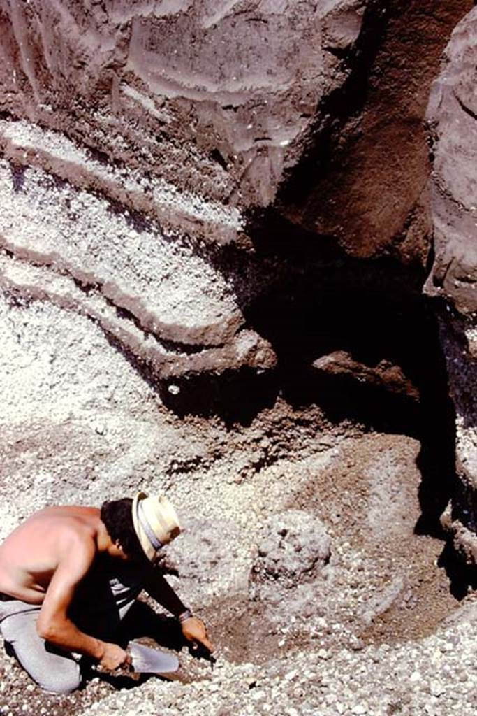 Oplontis, 1974. According to Wilhelmina, In the soil underneath, the cavity of a huge tree root was found, which in subsequent seasons proved to be one of row of 5 large trees, probably plane trees.  Photo by Stanley A. Jashemski.   
Source: The Wilhelmina and Stanley A. Jashemski archive in the University of Maryland Library, Special Collections (See collection page) and made available under the Creative Commons Attribution-Non Commercial License v.4. See Licence and use details. J74f0167

