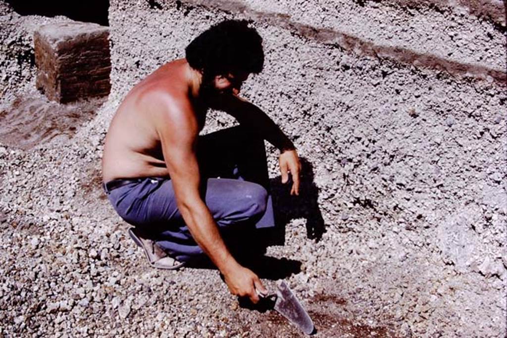 Oplontis, 1978. Finding another root cavity, at the rear statue base VII still in the lapilli. Photo by Stanley A. Jashemski.   
Source: The Wilhelmina and Stanley A. Jashemski archive in the University of Maryland Library, Special Collections (See collection page) and made available under the Creative Commons Attribution-Non Commercial License v.4. See Licence and use details. J78f0319
