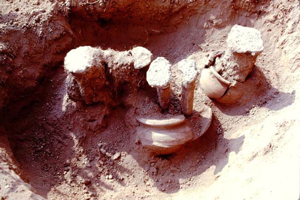 Oplontis, 1978. Filled root cavities growing in buried pots. Photo by Stanley A. Jashemski.   
Source: The Wilhelmina and Stanley A. Jashemski archive in the University of Maryland Library, Special Collections (See collection page) and made available under the Creative Commons Attribution-Non Commercial License v.4. See Licence and use details. J78f0649
