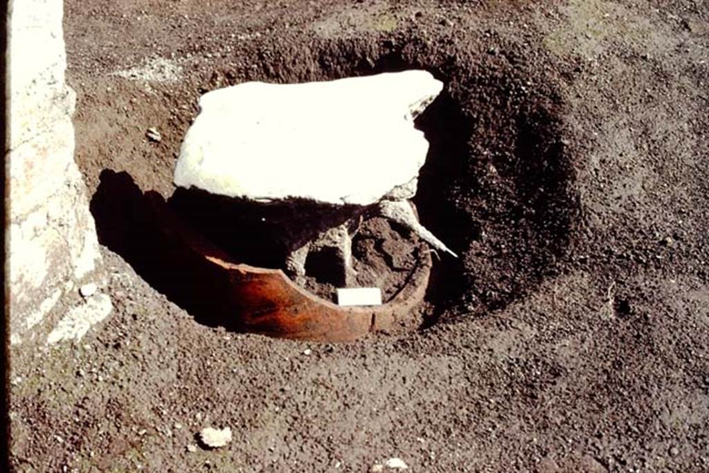 Oplontis, c.1984. Root-cavity of a lemon, that had been growing in a terracotta amphora.  
Source: The Wilhelmina and Stanley A. Jashemski archive in the University of Maryland Library, Special Collections (See collection page) and made available under the Creative Commons Attribution-Non Commercial License v.4. See Licence and use details. Oplo0036

