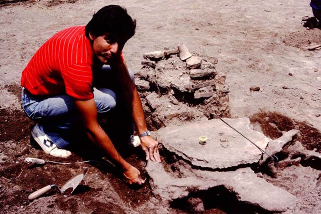 Oplontis, c.1984. Statue base I, and filled root cavity of a large tree nearby. 
Source: The Wilhelmina and Stanley A. Jashemski archive in the University of Maryland Library, Special Collections (See collection page) and made available under the Creative Commons Attribution-Non Commercial License v.4. See Licence and use details. Oplo0160
